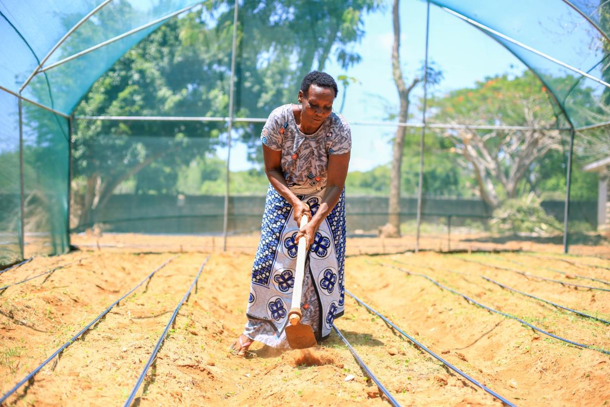 Protected vegetable production using shade house farming technology.